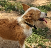 MILVA, Hund, Mischlingshund in Griechenland - Bild 4