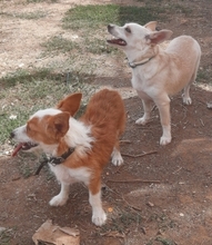 MILVA, Hund, Mischlingshund in Griechenland - Bild 8