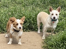 ELVIS, Hund, Mischlingshund in Griechenland - Bild 6