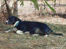 SEVI, Hund, Mischlingshund in Griechenland - Bild 6