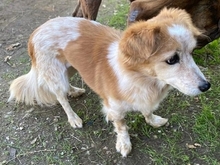 SALLY, Hund, Mischlingshund in Griechenland