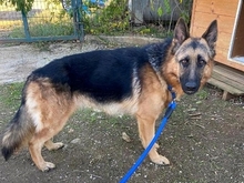 KLAUS, Hund, Deutscher Schäferhund in Griechenland