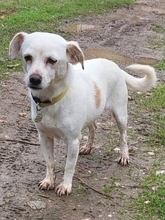LOLITA, Hund, Mischlingshund in Griechenland