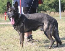 KOBI, Hund, Deutscher Schäferhund in Langenhagen