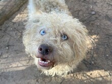 BLAUBÄR, Hund, Mischlingshund in Portugal