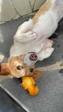 FRUITY, Hund, Podenco-Mix in Portugal