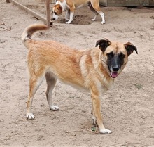 WEEBA, Hund, Mischlingshund in Rumänien - Bild 9