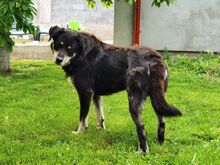 AATOS, Hund, Mischlingshund in Rumänien - Bild 3