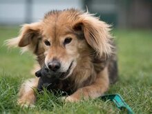 BATIDO, Hund, Mischlingshund in Slowakische Republik