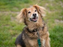 BATIDO, Hund, Mischlingshund in Slowakische Republik - Bild 2