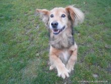 BATIDO, Hund, Mischlingshund in Slowakische Republik - Bild 4