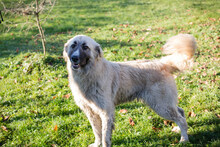 AYLA, Hund, Herdenschutzhund-Mix in Kroatien - Bild 1