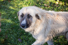 AYLA, Hund, Herdenschutzhund-Mix in Kroatien - Bild 2