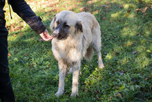 AYLA, Hund, Herdenschutzhund-Mix in Kroatien - Bild 3