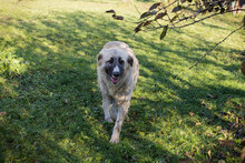 AYLA, Hund, Herdenschutzhund-Mix in Kroatien - Bild 4