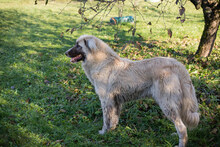 AYLA, Hund, Herdenschutzhund-Mix in Kroatien - Bild 6