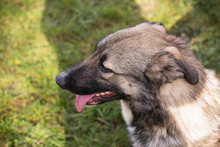 AKIDO, Hund, Mischlingshund in Kroatien - Bild 2