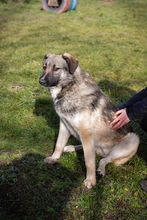 AKIDO, Hund, Mischlingshund in Kroatien - Bild 3