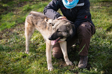 AKIDO, Hund, Mischlingshund in Kroatien - Bild 4