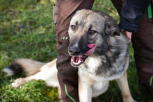 AKIDO, Hund, Mischlingshund in Kroatien - Bild 5