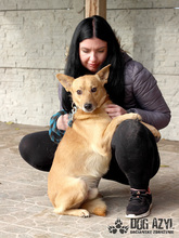 TODDY, Hund, Mischlingshund in Slowakische Republik - Bild 10