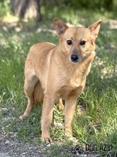 TODDY, Hund, Mischlingshund in Slowakische Republik - Bild 11