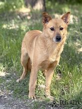 TODDY, Hund, Mischlingshund in Slowakische Republik - Bild 12