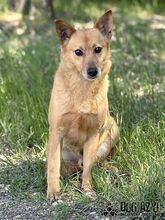 TODDY, Hund, Mischlingshund in Slowakische Republik - Bild 13