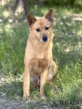 TODDY, Hund, Mischlingshund in Slowakische Republik - Bild 14
