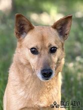 TODDY, Hund, Mischlingshund in Slowakische Republik - Bild 15