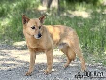 TODDY, Hund, Mischlingshund in Slowakische Republik - Bild 16