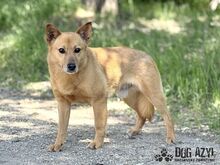 TODDY, Hund, Mischlingshund in Slowakische Republik - Bild 17