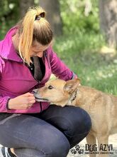 TODDY, Hund, Mischlingshund in Slowakische Republik - Bild 18