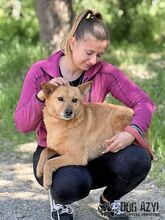 TODDY, Hund, Mischlingshund in Slowakische Republik - Bild 19