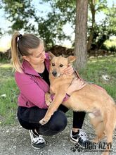 TODDY, Hund, Mischlingshund in Slowakische Republik - Bild 20