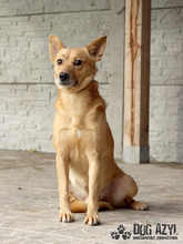 TODDY, Hund, Mischlingshund in Slowakische Republik - Bild 5