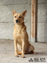 TODDY, Hund, Mischlingshund in Slowakische Republik - Bild 6