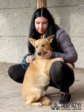 TODDY, Hund, Mischlingshund in Slowakische Republik - Bild 9