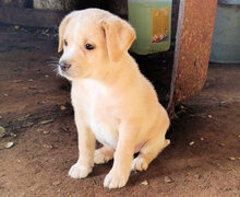 CURCUMA, Hund, Mischlingshund in Penig - Bild 19