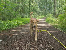 CURCUMA, Hund, Mischlingshund in Penig - Bild 6