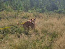 CURCUMA, Hund, Mischlingshund in Penig - Bild 9