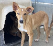 MATEO, Hund, Mischlingshund in Spanien - Bild 2