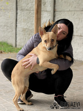 TORRY, Hund, Mischlingshund in Slowakische Republik - Bild 10