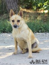 TORRY, Hund, Mischlingshund in Slowakische Republik - Bild 13