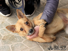 TORRY, Hund, Mischlingshund in Slowakische Republik - Bild 2