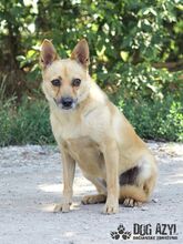 TORRY, Hund, Mischlingshund in Slowakische Republik - Bild 20