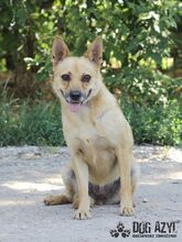 TORRY, Hund, Mischlingshund in Slowakische Republik - Bild 23