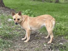 TORRY, Hund, Mischlingshund in Slowakische Republik - Bild 24