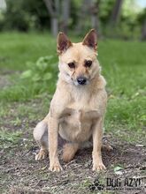 TORRY, Hund, Mischlingshund in Slowakische Republik - Bild 25
