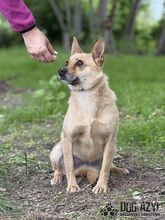TORRY, Hund, Mischlingshund in Slowakische Republik - Bild 26